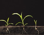Fieragricola